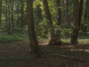 hdr 116 forest sibl Model 3D