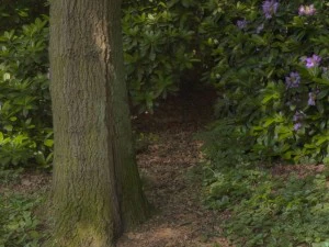 hdr 041 forest sibl CG Textures