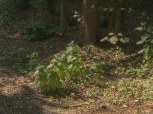 hdr 114 forest sibl 3D Model
