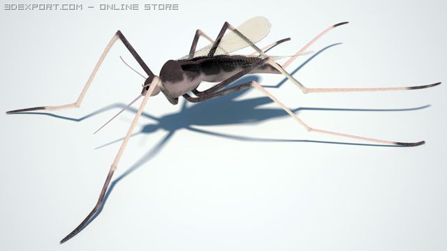 mosquito 3D Model .c4d .max .obj .3ds .fbx .stl .blend 