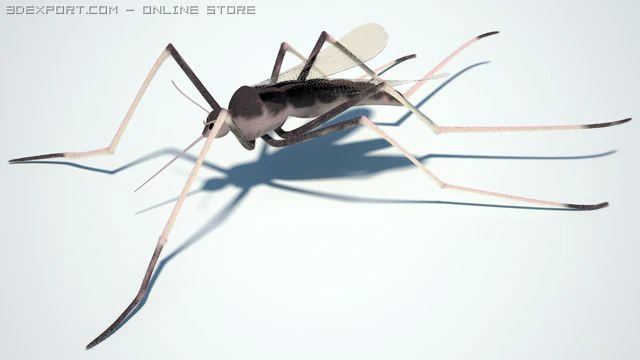 mosquito 3D Model .c4d .max .obj .3ds .fbx .stl .blend 
