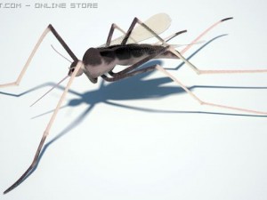 mosquito Modèle 3D