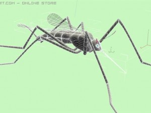 mosquito 3D Model