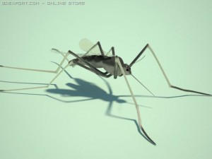 mosquito 3D Model