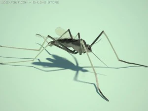 mosquito 3D Model