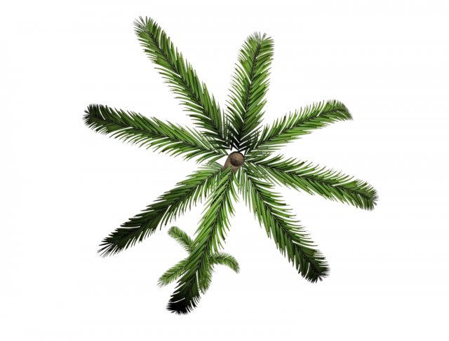 palm tree 3D 模型 .c4d .max .obj .3ds .fbx .stl .blend 