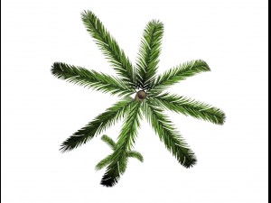 palm tree 3D Model