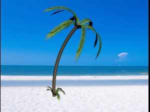 palm tree 3D 模型