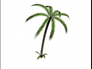 palm tree 3D 模型