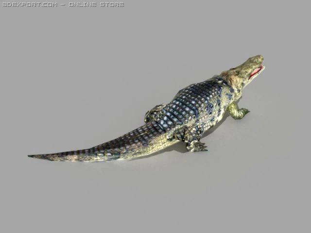 alligator 3D Model .c4d .max .obj .3ds .fbx .stl .blend 