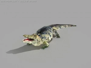 alligator 3D Model