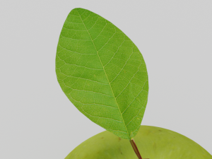 Green apple 3d middle poly model 3D Model