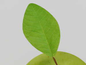 Green apple 3d middle poly model 3D Model