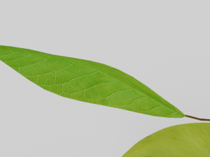 Green apple 3d middle poly model 3D Model