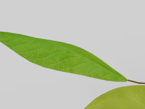 Green apple 3d middle poly model 3D Model
