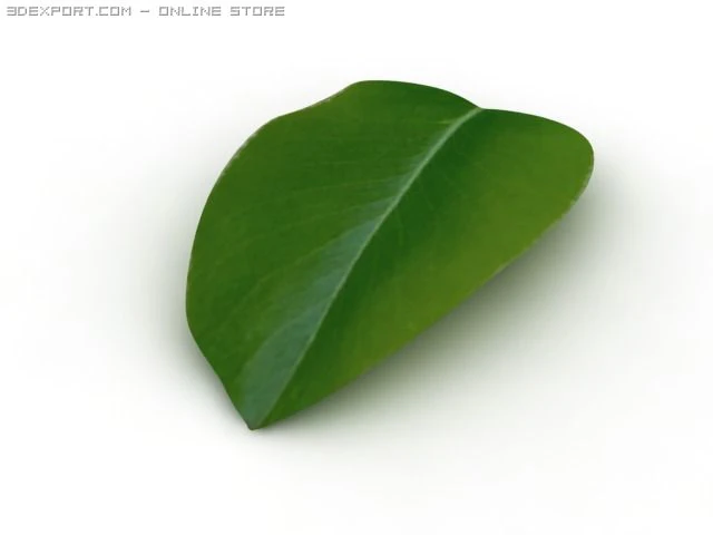 feuille Modèle 3D .c4d .max .obj .3ds .fbx .stl .blend 