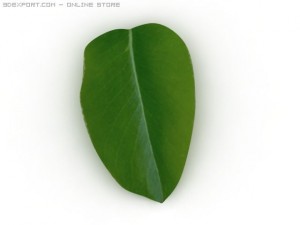 leaf 3D Model