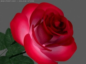 rose 3D Model