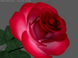 rose Model 3D
