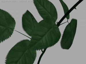 rose 3D Model