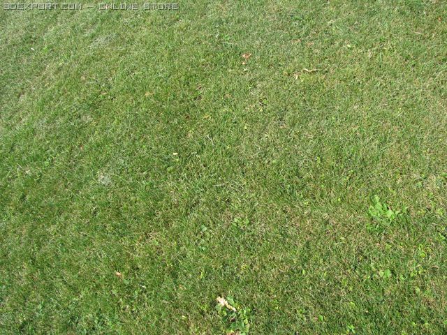 grass1 Texturas CG .c4d .max .obj .3ds .fbx .stl .blend 