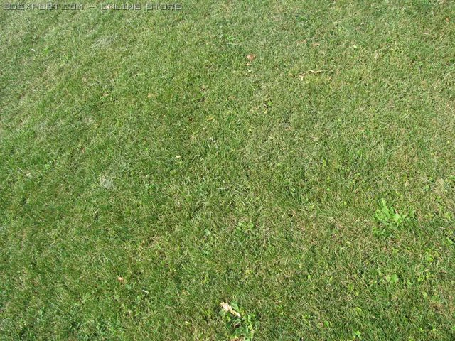 草1 CG テクスチャ .c4d .max .obj .3ds .fbx .stl .blend 