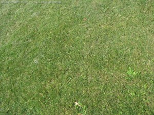 grass1 CG Tekstury