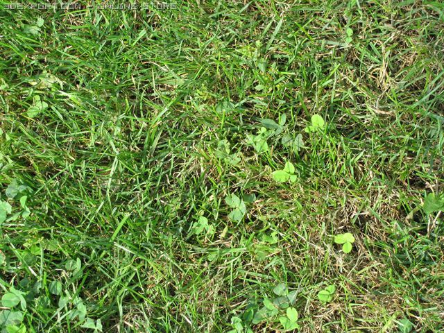 grass2 Texturas CG .c4d .max .obj .3ds .fbx .stl .blend