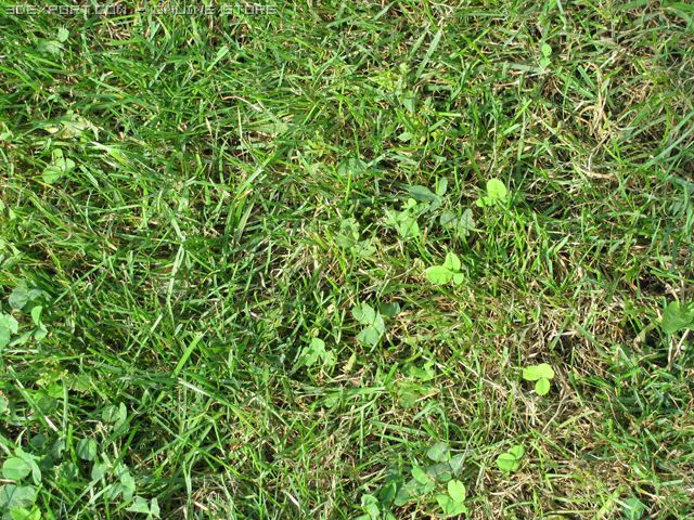 草2 CG テクスチャ .c4d .max .obj .3ds .fbx .stl .blend 