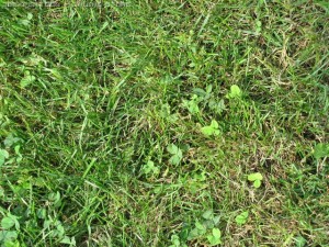 grass2 CG Tekstury