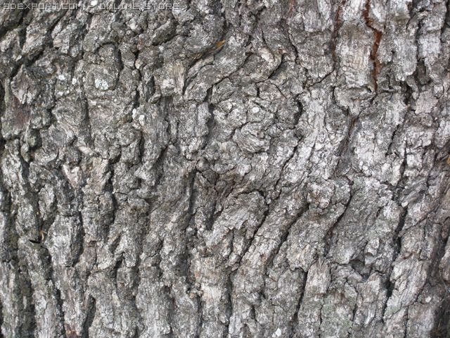 wood Tekstur CG .c4d .max .obj .3ds .fbx .stl .blend 