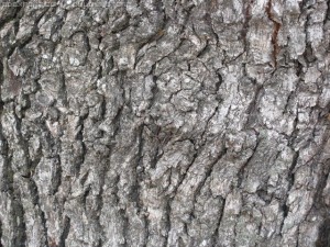 wood CG Tekstury