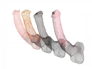 4 Horse Penis 3D Model