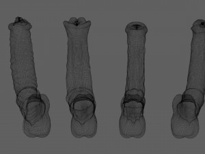 4 Horse Penis 3D Модель