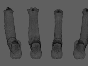 4 Horse Penis 3D Model