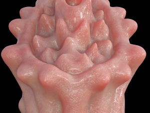 Mega Penis Modelo 3D