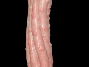 Mega Penis 3D Model