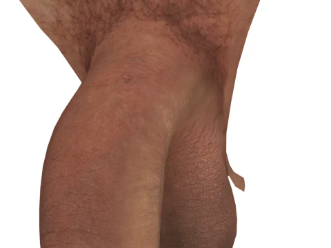 Men Penis 3D Model