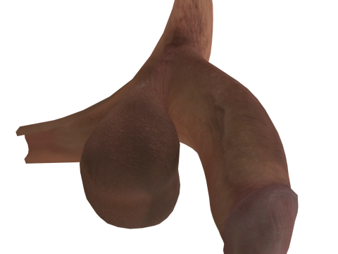 Men Penis Modelo 3D