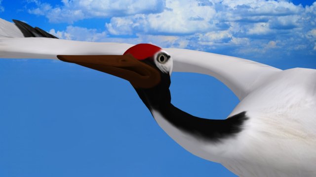 stork 3D Model .c4d .max .obj .3ds .fbx .stl .blend 