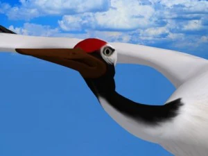 cigogne Modèle 3D