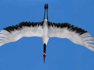 stork 3D Model