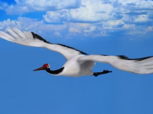 stork 3D Model