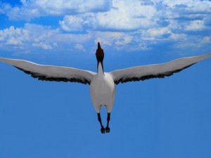 stork 3D Model
