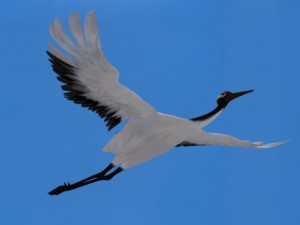 stork 3D Model