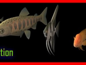 fish collection 3D Model