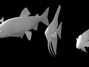 fish collection 3D Model