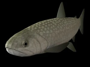 fish collection 3D Model