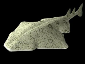 fish collection 3D Model