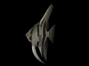 fish collection 3D Model